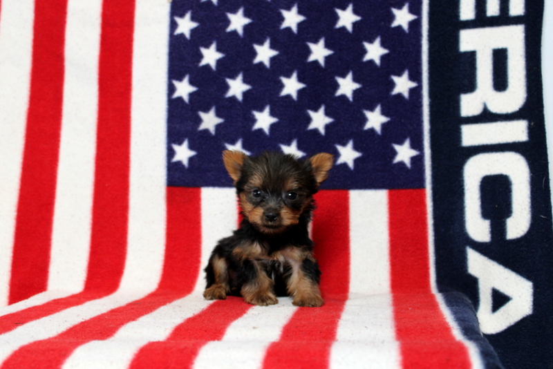 puppy, for, sale, Yorkshire Terrier, Matthew B. Stoltzfus, dog, breeder, Gap, PA, dog-breeder, puppy-for-sale, forsale, nearby, find, puppyfind, locator, puppylocator, aca